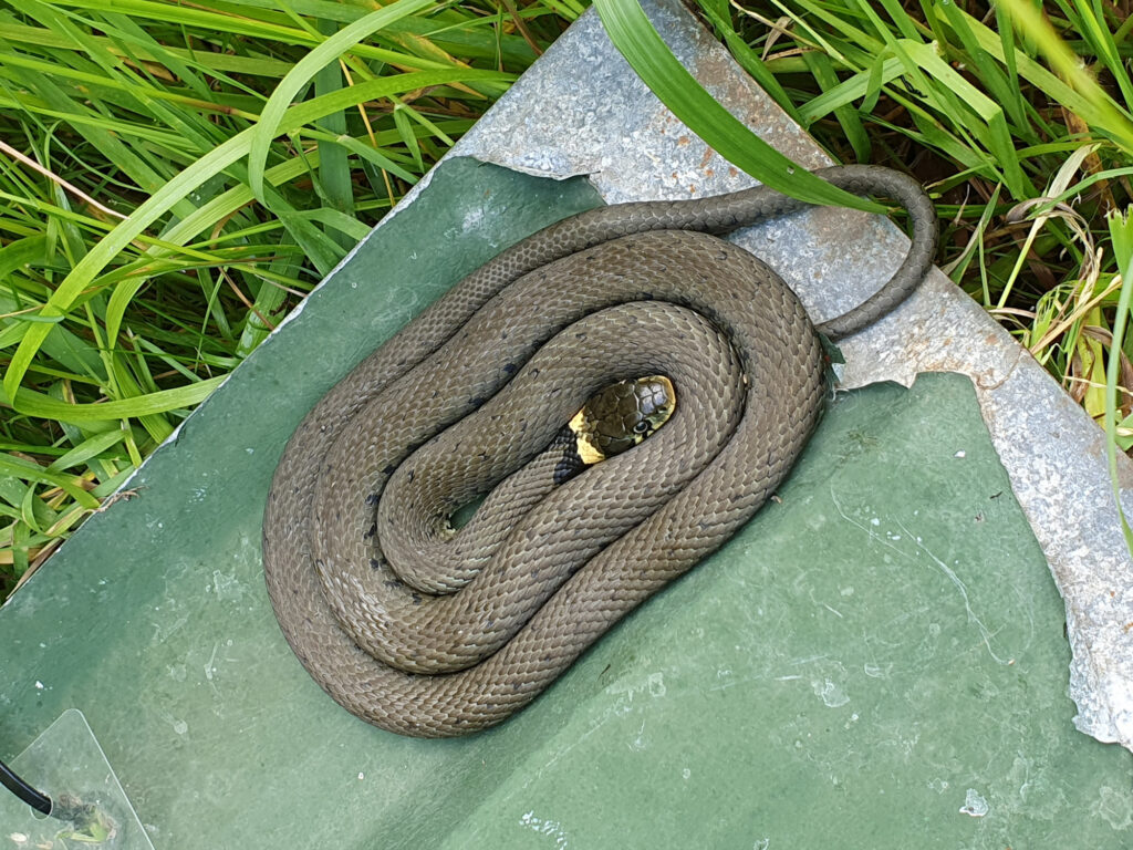 Deze afbeelding heeft een leeg alt-attribuut; de bestandsnaam is 20240531_134805-1024x768.jpg