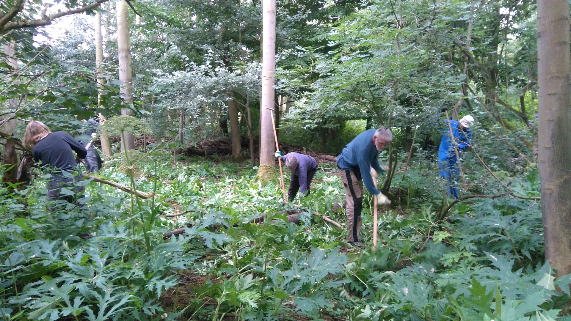 Reuzenberenklauw uitsteken door vrijwilligers