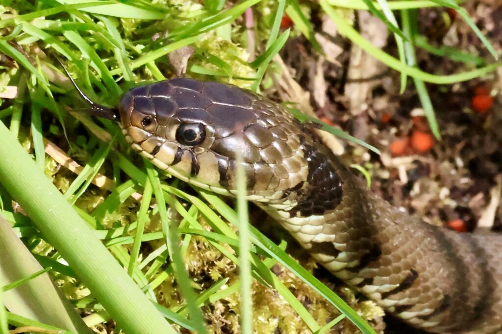 Deze afbeelding heeft een leeg alt-attribuut; de bestandsnaam is Kop-Slang-Bert-Hagewoud-1024x683.jpg