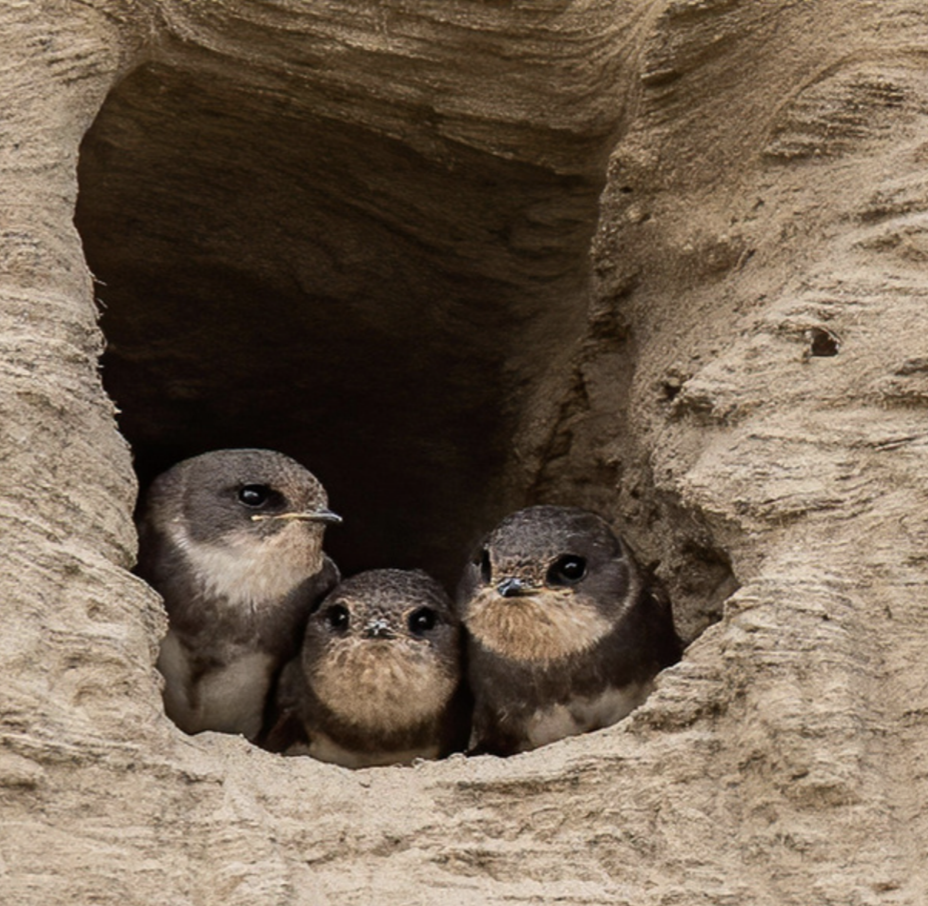Een nest van Oeverzwaluwen