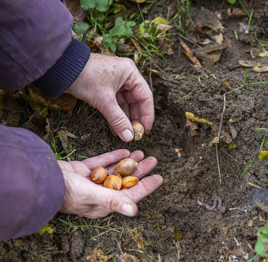 Vrijwilligerswerk, plantende handen planten bollen
