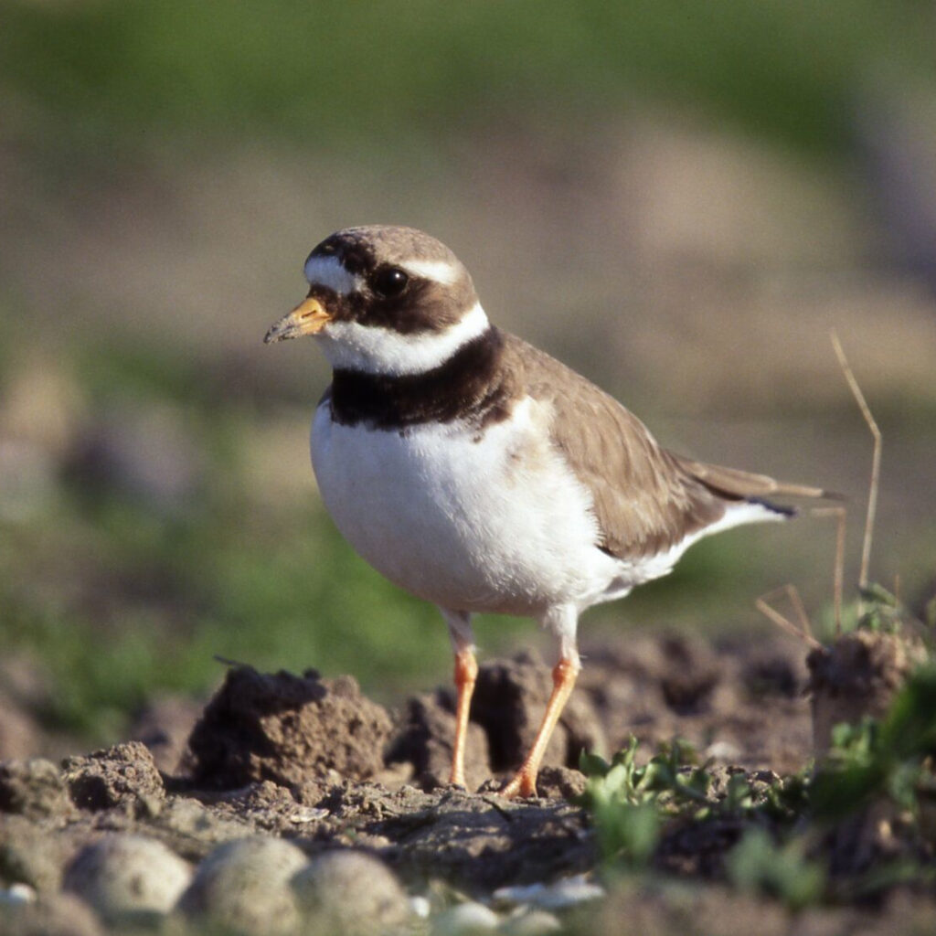 Bontbekplevier met eieren