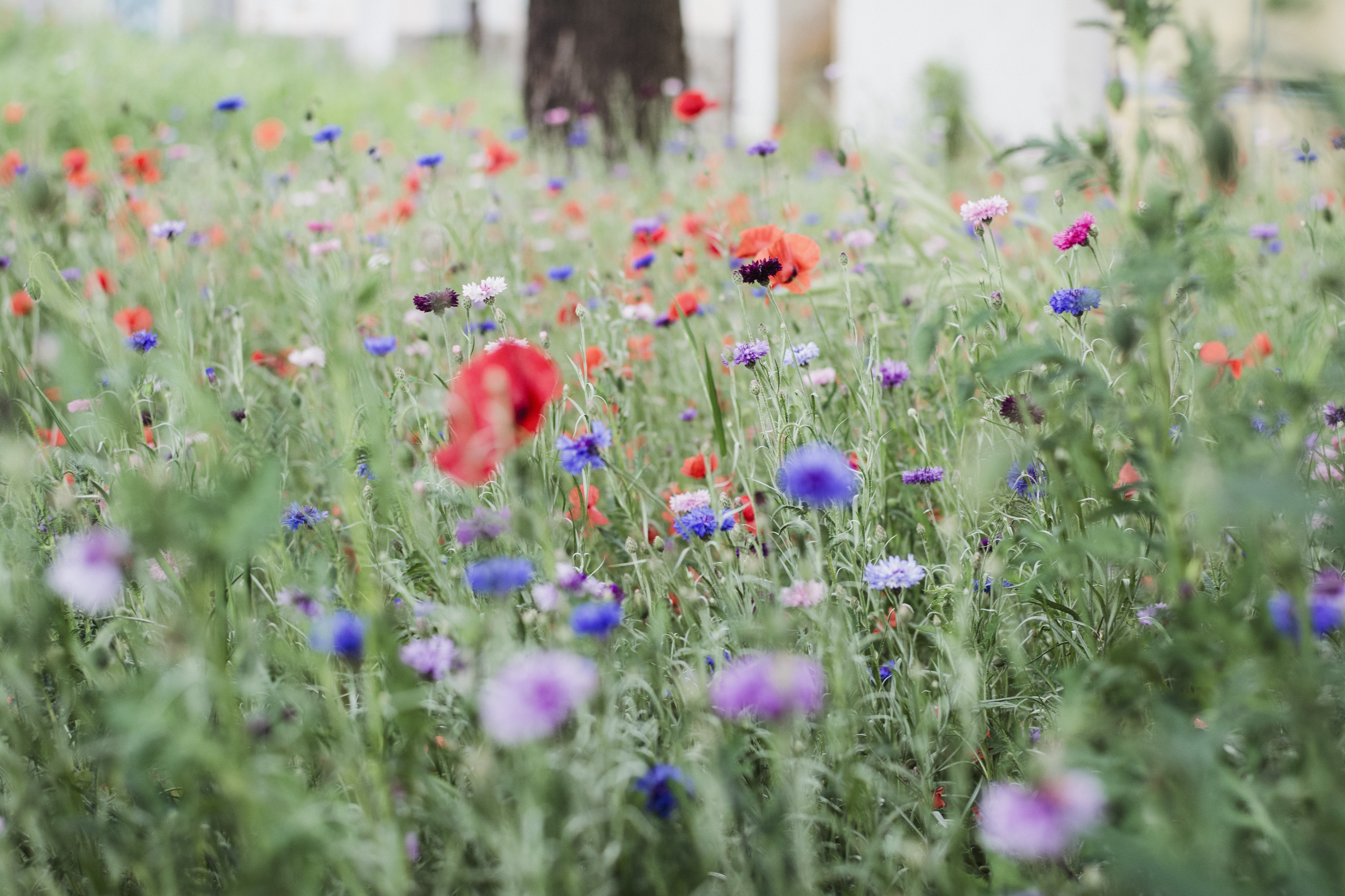 Veldbloemen met klaproos en korenbloem