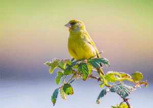 Groenling op tak met zonsondergang op achtergrond