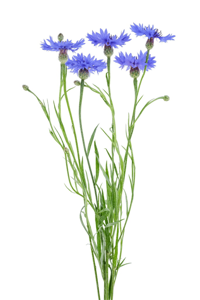 Korenbloem transparant