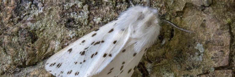 De witte beer, een nachtvlinder op schors