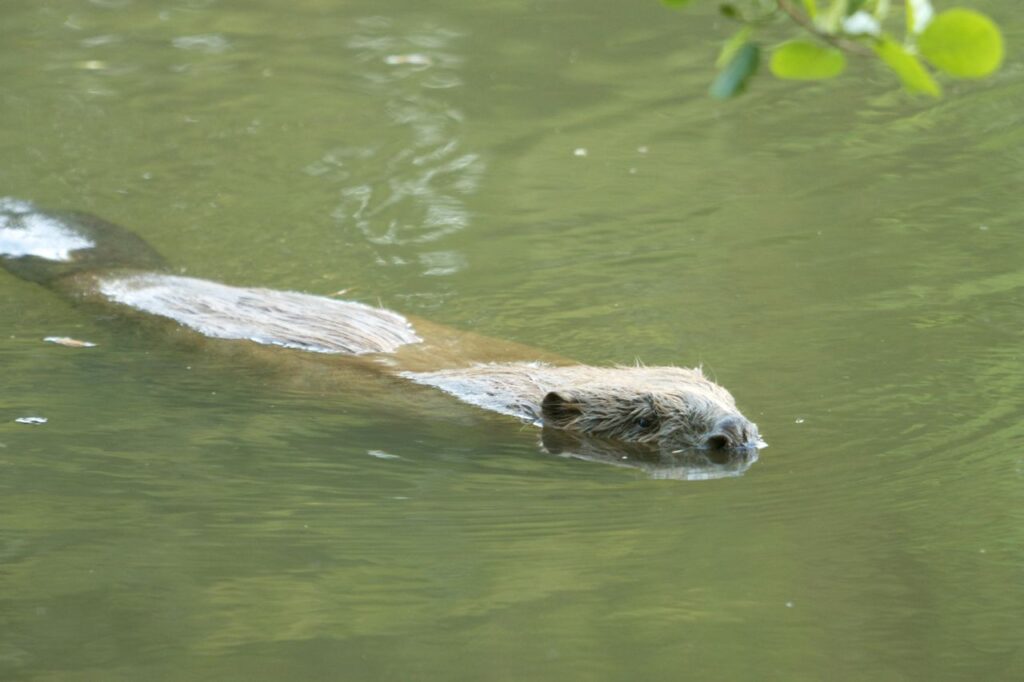 Bever