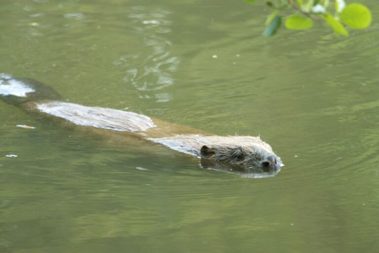 Bever